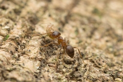 Lasius hayashi