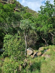 Cussonia transvaalensis