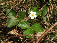 Fragaria chiloensis
