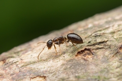 Colobopsis nipponica