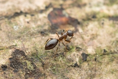 Colobopsis nipponica