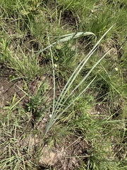 Hypoxis rigidula