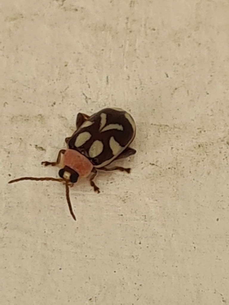 Toensmeier's Flea Beetle