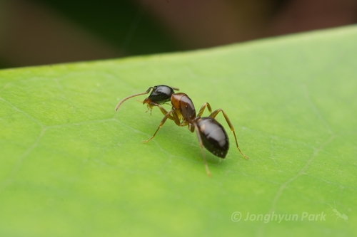 Camponotus yamaokaiCamponotus yamaokai