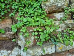 Plectranthus verticillatus