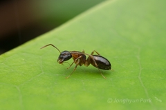 Camponotus yamaokai