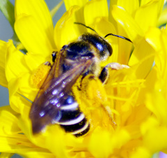 Halictus quadricinctus
