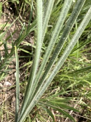 Hypoxis rigidula