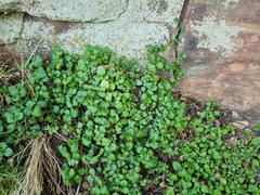 Plectranthus verticillatus