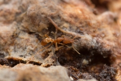 Strumigenys lewisi