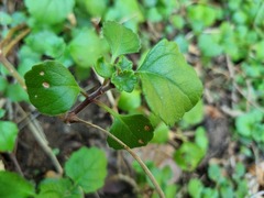 Plectranthus verticillatus