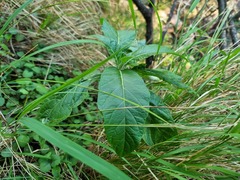 Solanum giganteum