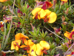 Pultenaea pedunculata