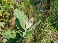 Brachylaena rotundata