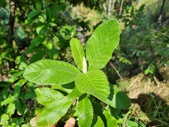 Tarchonanthus trilobus