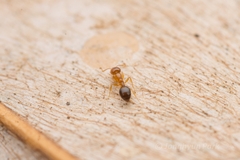 Monomorium intrudens