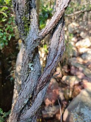 Cryptolepis cryptolepioides
