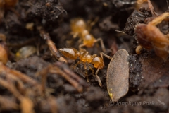 Crematogaster osakensis