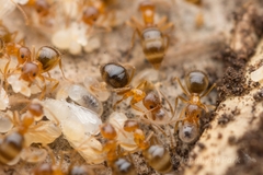 Nylanderia flavipes