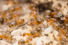Nylanderia flavipes