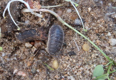 Porcellio
