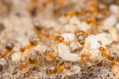 Nylanderia flavipes