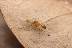 Nylanderia flavipes