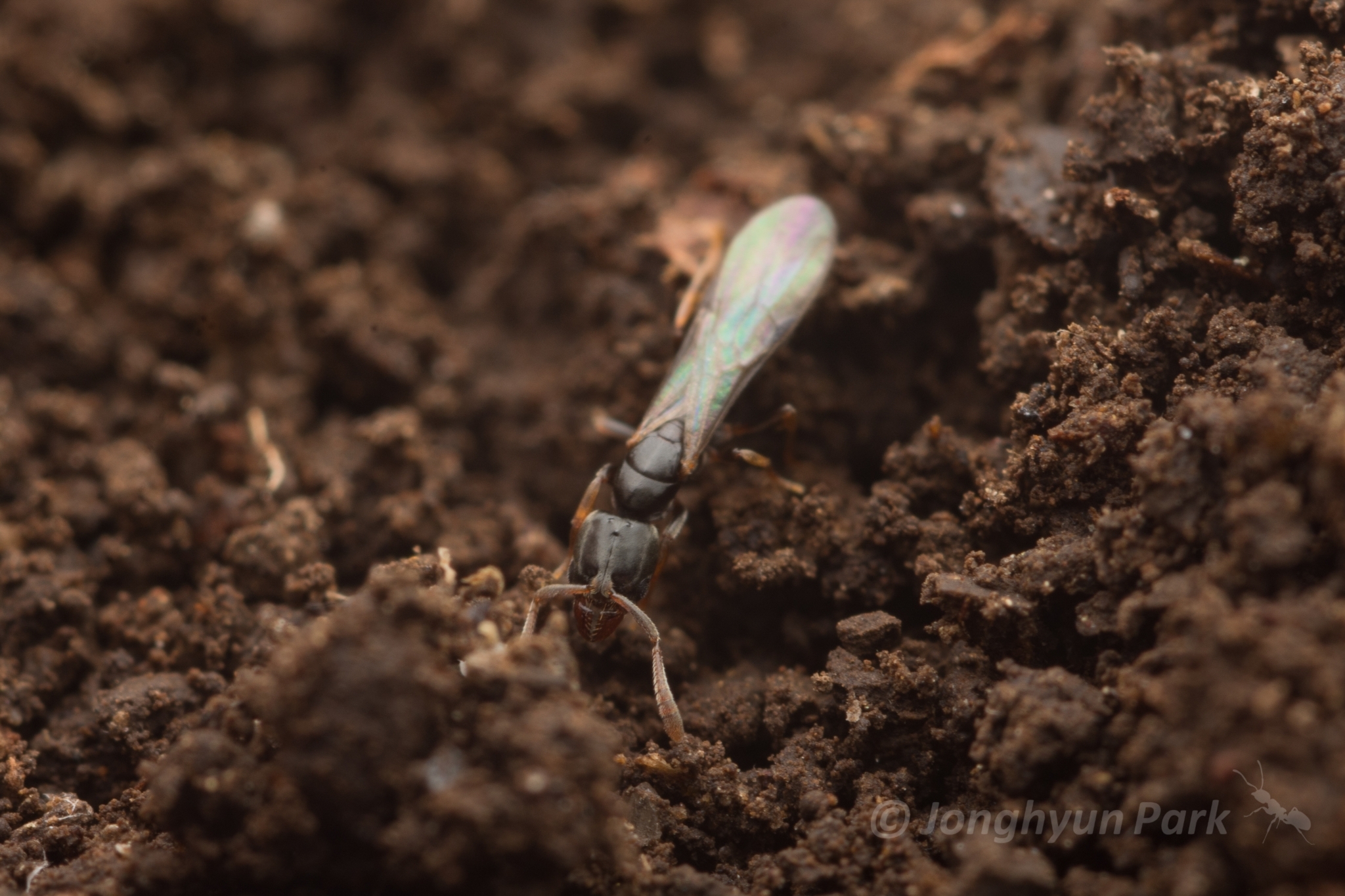 Hypoponera nubatama