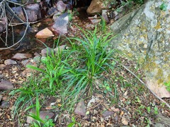 Carex uhligii