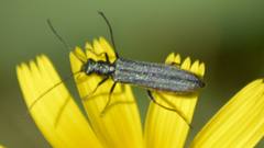 Oedemera crassipes