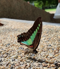 Graphium sarpedon luctatius