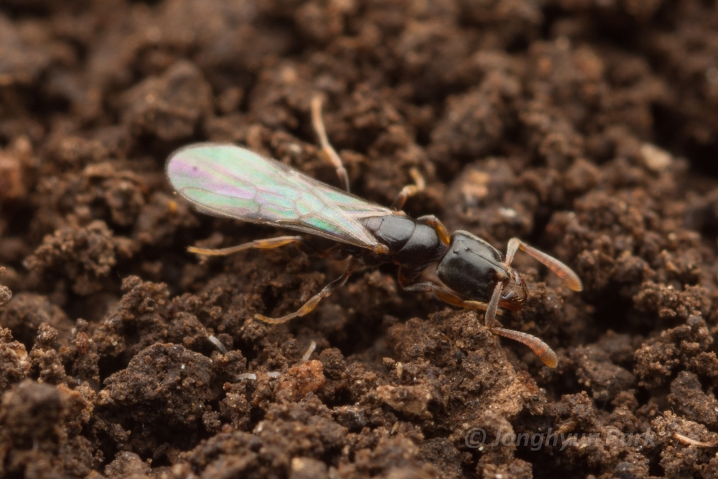 Hypoponera nubatama