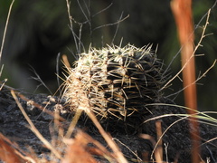 Gymnocalycium monvillei