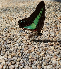 Graphium sarpedon luctatius