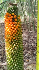Amorphophallus paeoniifolius