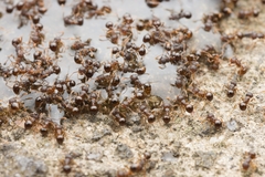 Pristomyrmex punctatus