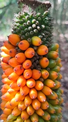 Amorphophallus paeoniifolius