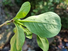 Pavetta gardeniifolia