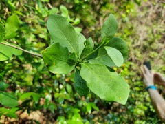 Pavetta gardeniifolia