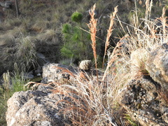 Gymnocalycium monvillei