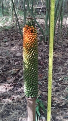 Amorphophallus paeoniifolius