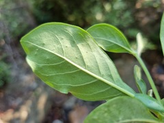 Pavetta gardeniifolia