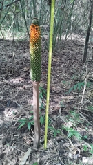 Amorphophallus paeoniifolius