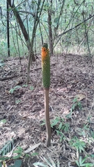 Amorphophallus paeoniifolius