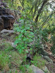 Solanum rubetorum