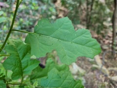 Solanum rubetorum