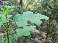 Solanum rubetorum