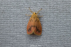 Miltochrista parallelina