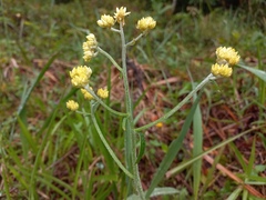 Achyrocline saturejoides