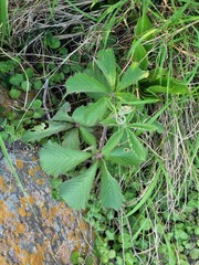 Cyphostemma lanigerum